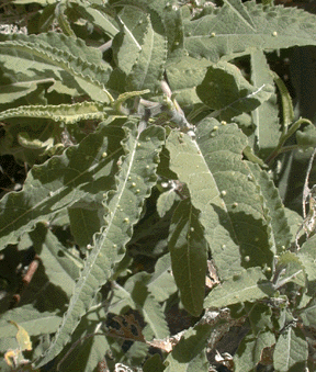 Photograph of mite eggs/galls