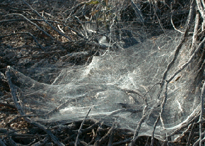 spider's web photogragh